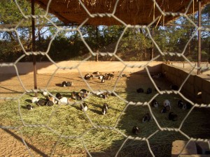 Abfahrt in Sabha: Räuber Grapsch-Meerschweinchen grüßen